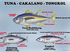 Tongkol Dan Tuna Apakah Sama